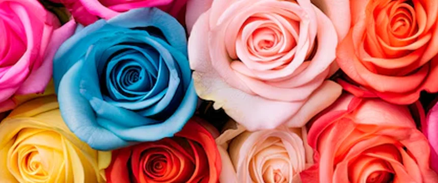 راهنمای انتخاب رنگ گل رز مناسب