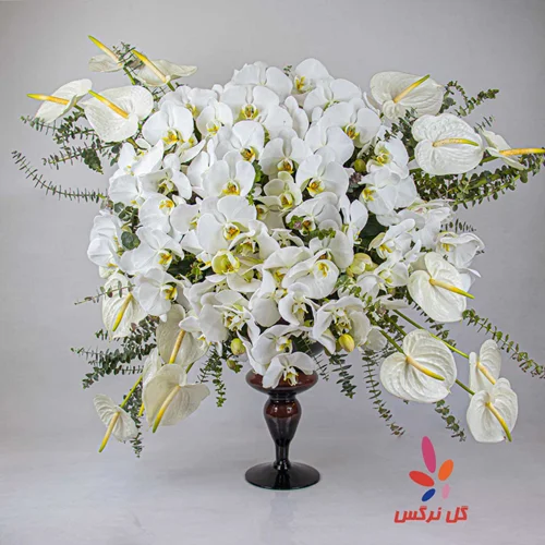 جام گل ارکیده سفید