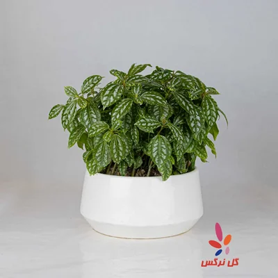 گلدان پیله آ (سایز متوسط)