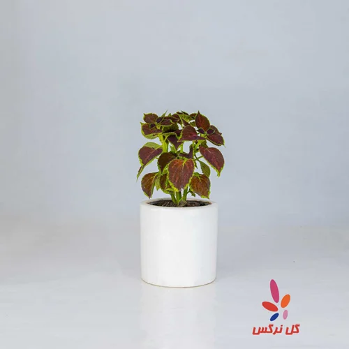 گلدان حسن یوسف (سایز کوچک)
