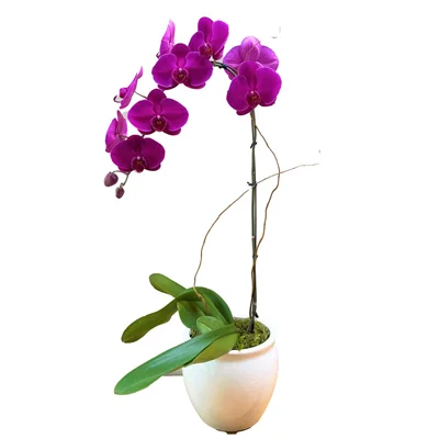 گلدان ارکیده بنفش (تک‌شاخه)