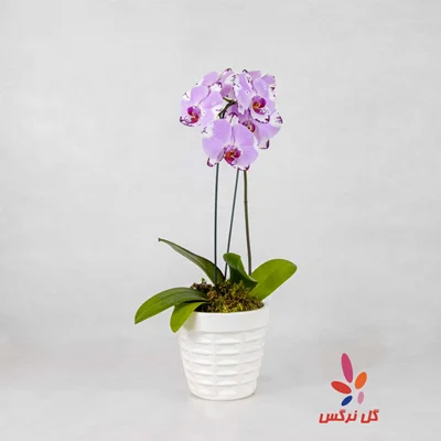 گلدان ارکیده یاسی (صورتی ملایم) - تک شاخه