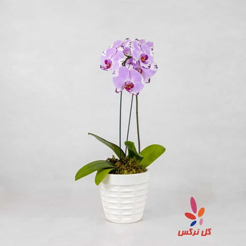 گلدان ارکیده یاسی (صورتی ملایم) - تک شاخه