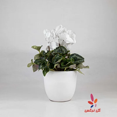 گلدان سیکلمه سفید