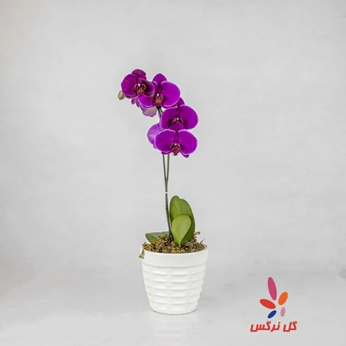 گلدان ارکیده بنفش - تک شاخه