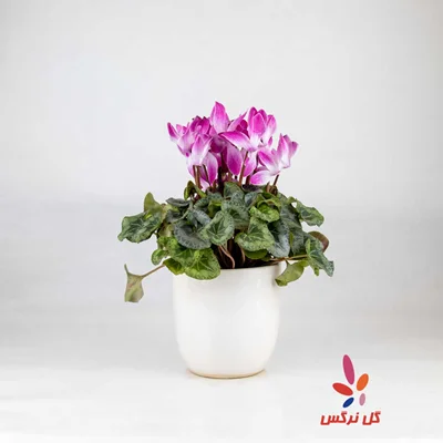 گلدان سیکلمه دو رنگ صورتی و سفید