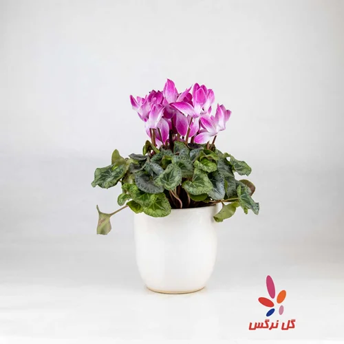 گلدان سیکلمه دو رنگ صورتی و سفید