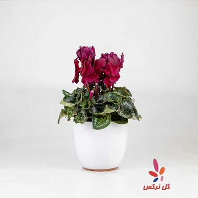 گلدان سیکلمه زرشکی