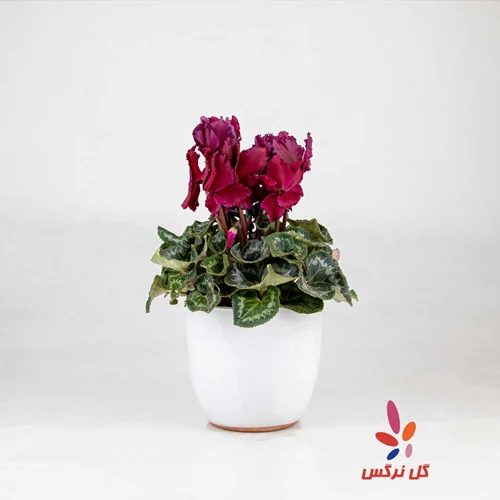 گلدان سیکلمه زرشکی