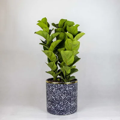 گلدان فیکوس لیراتا سایز متوسط