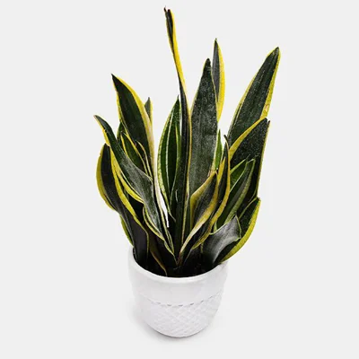 گلدان سانسوریا ابلق سایز متوسط