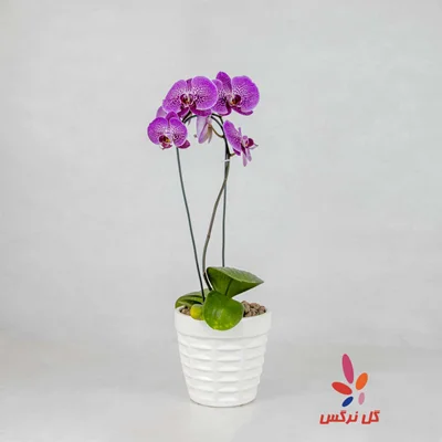 گلدان ارکیده بنفش لکه دار (چیتی) - تک شاخه