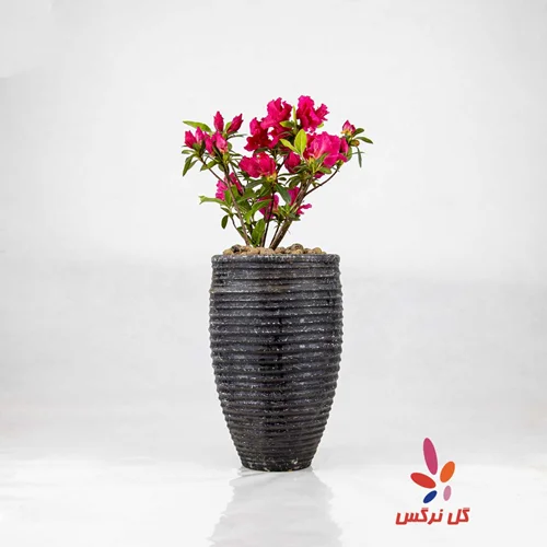گلدان آزالیا سرخابی (سایز خیلی کوچک)
