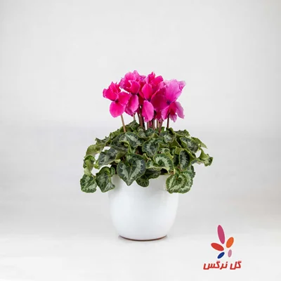 گلدان سیکلمه صورتی پررنگ