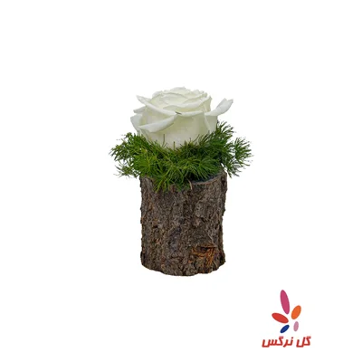 کنده رز سفید