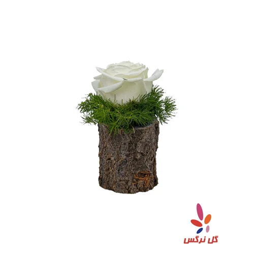 کنده رز سفید