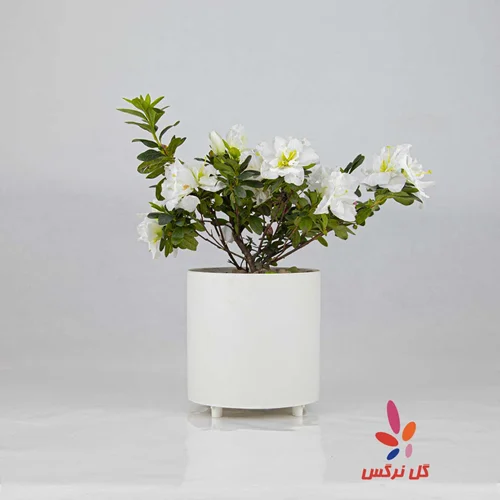 گلدان آزالیا سفید (سایز کوچک)
