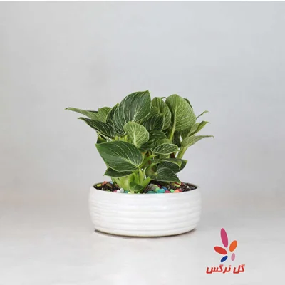 گلدان فیلوندرون برکین (سایز متوسط)