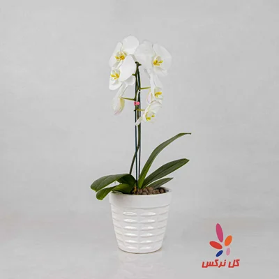 گلدان ارکیده سفید - تک‌ شاخه