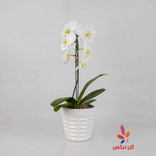 گلدان ارکیده سفید - تک‌ شاخه