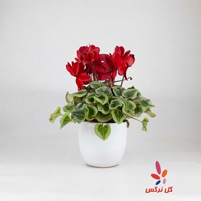گلدان سیکلمه قرمز