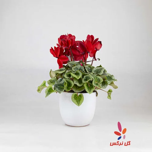 گلدان سیکلمه قرمز