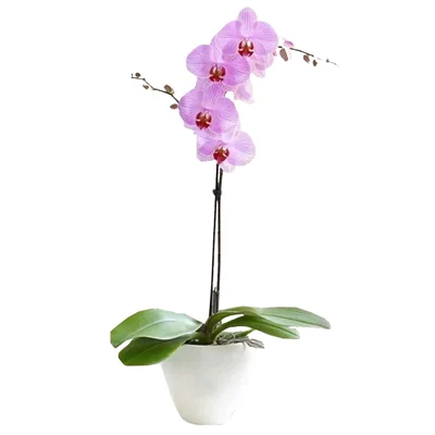 گلدان ارکیده صورتی (تک‌شاخه)