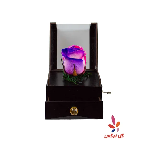 گل رز جاودان هفت رنگ موزیکال