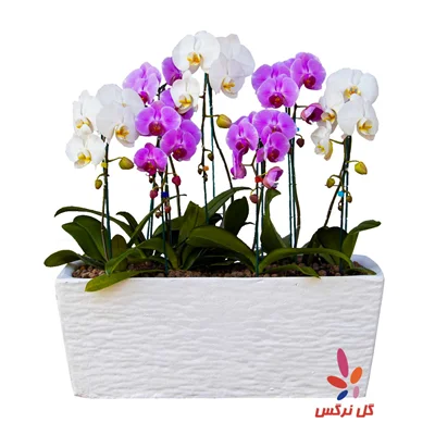 گلدان ارکیده 7 بوته