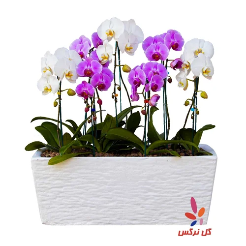 گلدان ارکیده 7 بوته