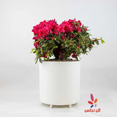 گلدان آزالیا سرخابی (سایز بزرگ)