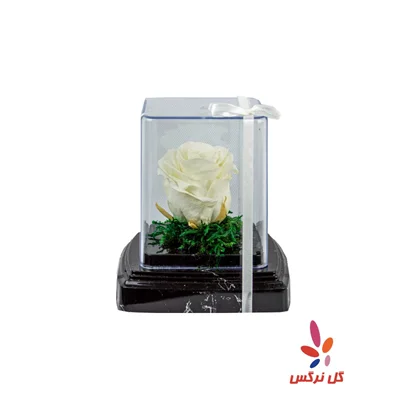 گل رز جاودان سفید