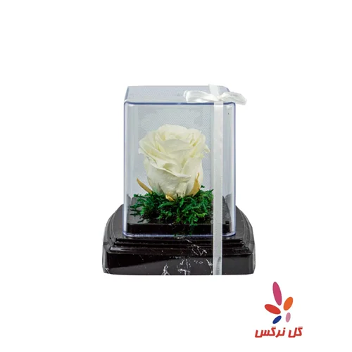 گل رز جاودان سفید