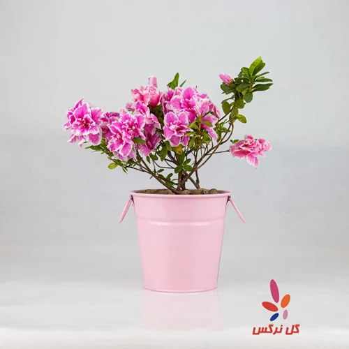 گلدان آزالیا صورتی و سفید (سایز خیلی کوچک)