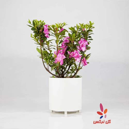 گلدان آزالیا صورتی (سایز کوچک)